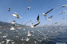 壮观！滇池湖畔红嘴鸥漫天飞舞 氛围感拉满图片