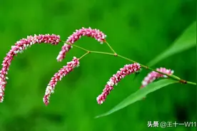 自带辣味的野草，辣蓼草图片