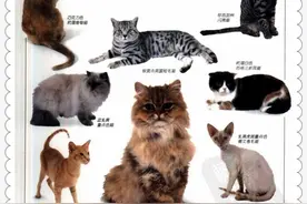 自然珍藏彩色图鉴丛书.猫04图片