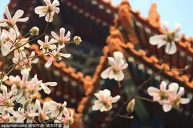 北京春花次第绽放！这些地方可赏玉兰、山桃、梅花图片