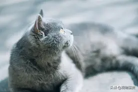 1到12个月蓝猫的体重是多少？图片