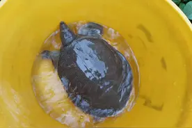 求问！在野外捡到大甲鱼能吃吗？图片