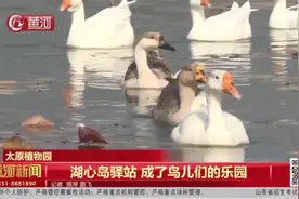 「视频」太原植物园：湖心岛候鸟驿站，成为了鸟儿们的栖息乐园图片