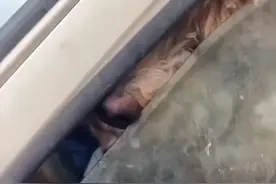 狗狗被关在废弃的汽车里，女孩连续喂了十几天：也许主人有苦衷吧图片