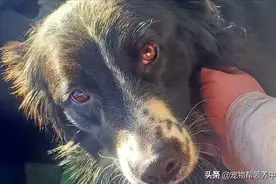 边牧丢失4个月，为了找家它徒步走了112公里图片