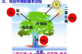 光合作用为何能在短短的万亿分之一秒完成？隐藏着深刻宇宙奥秘图片