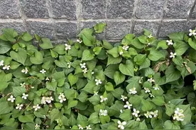 默音：一草一花图片