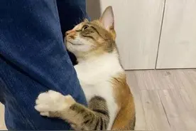 告诉你个秘密：“爱你入骨”的猫，才会有这些举动！图片