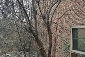 枯木如何逢春图片