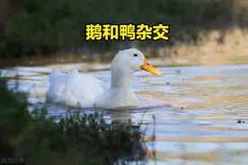 鸭和鹅能杂交繁殖吗？后代产蛋能力强，优点多，能养殖致富吗？图片