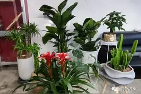 身体不好的人，轻易不要在家里养这4类植物，可不是迷信！图片