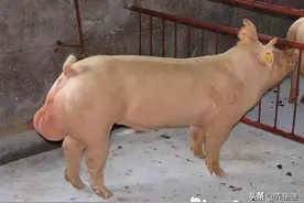 公猪不但能找出发情母猪，还能知道哪个母猪怀孕了，神了图片