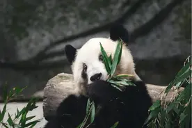 灵灵是只帅气的大熊猫，世间最丑陋的是它们图片