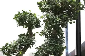 要想金枝玉叶有“高贵感”，除了“养”，还要学会“搭配花盆”图片