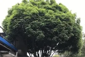 “门前种三树，子孙辈辈富”，老一辈留下来的俗语，有用图片