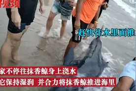 会有鲸爆吗？3米长抹香鲸2次搁浅后死亡，目击者：鲸鱼流了很多血图片