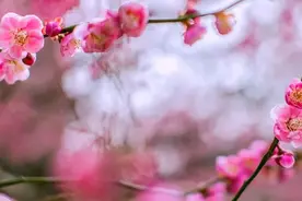 你几月出生，就是哪种花，美到极致图片