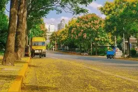 阳光下的桂花树，被风轻柔了余夏图片