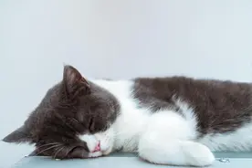 江西南昌：宠物馆的猫咬伤在店消费儿童 法院：宠物馆应担主责图片