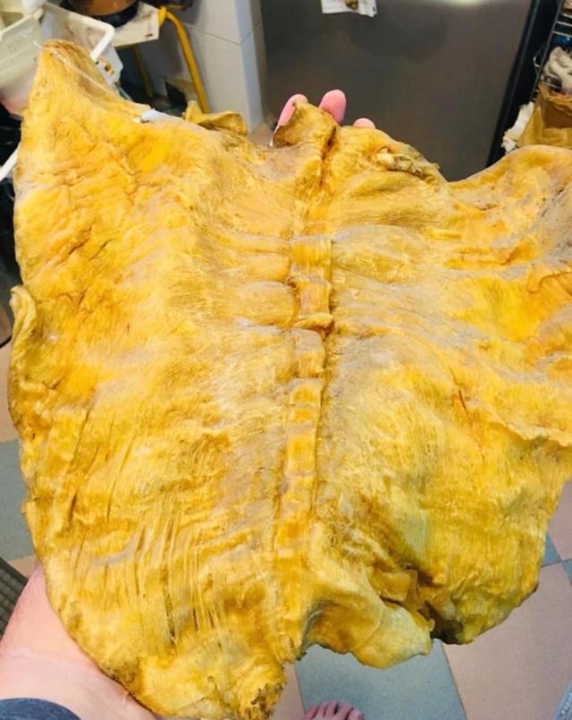 花胶发黑能吃吗 2026年花胶发黑能吃吗图片