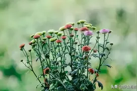 人过五十，这4种“天命”会降临到你的身边，是与生俱来的福气图片