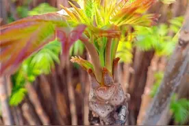 春天吃芽菜，生发阳气降春燥，这8种芽菜，看看你吃过几种图片