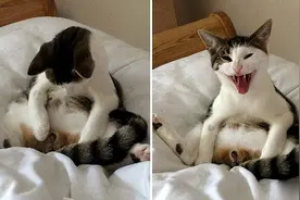 母猫绝育这事怎么说？其实有这两点图片