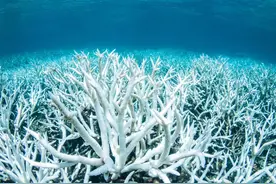 海底已出现大片“白骨森林”？这种生物灭绝后，人类还能活多久？图片