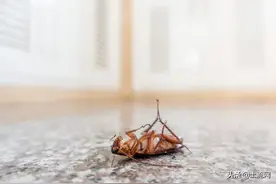 蟑螂是怎么出现在家里的？爬过的地方怎么处理？三种处理方法介绍图片