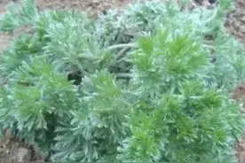 挖野菜图片