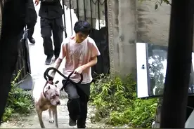 回顾 某地老人山上晨练，被杜高犬一路跟随，最终被2只杜高犬撕碎图片