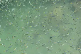 三亚最好的海水原来在这里，当然这还有世界最大的观音像图片