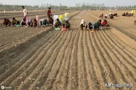 秋播大蒜最佳播期在啥时？如何确定图片