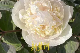 再过一周菏泽牡丹盛放，赏花攻略来了！图片