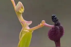 难得一见的奇花异草，千奇百怪罕见奇花，神奇造型大开眼界图片