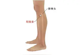 肩周炎的一招灵，阳陵泉穴按揉图片