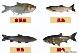 四大淡水家鱼——青草鲢鳙，相互搭配相得益彰，堪称鱼类混养经典图片