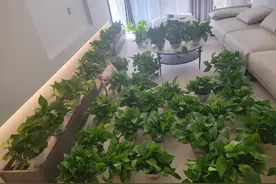 建议：装修后不要乱除甲醛！这些问题要注意，不是执拗，是教训图片