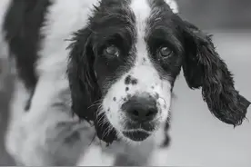 谢谢你们，曾为我们拼过命！你不了解的工作犬——搜救犬图片
