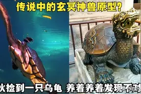 男子野外捡回一只乌龟，养着养着感觉不对劲，网友：玄冥神兽？图片