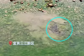 生机勃勃！宜宾长江边现大群鲤鱼追逐嬉戏，为何却有人表示担忧？图片