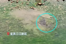 生机勃勃！宜宾长江边现大群鲤鱼追逐嬉戏，为何却有人表示担忧？图片