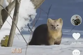 东北野生动物摄影师，蹲守8年，专拍国宝级萌宠！图片