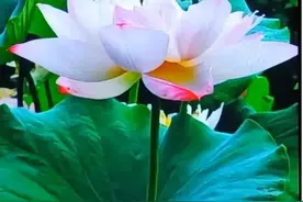别说下辈子，下辈子太远，我只想与你今生好好相爱图片
