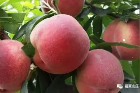 药食同源：桃图片