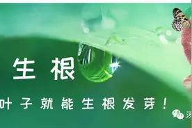 它靠一片叶子就能生根发芽图片