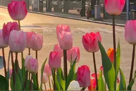 花卉壁纸｜百花齐放，争奇斗艳，色彩斑斓，芬芳馥郁，赏心悦目图片