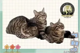 中国猫一哥 狸花猫图片