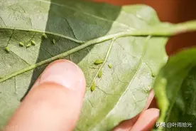呋虫胺：防治蚜虫、粉虱、蓟马的“小白药”，为何会大受欢迎？图片