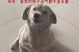 狗狗惹主人生气后眯眼呲牙卖萌讨主人欢心图片